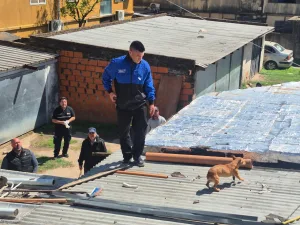 Rescataron a tres perros que estaban sin agua y sin comida