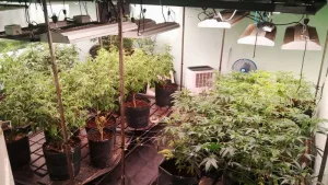 plantas-marihuana