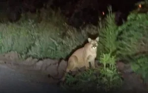 Arroyo Seco: vecinos alertaron sobre el avistamiento de un puma