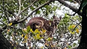 Un Puma en el arbol