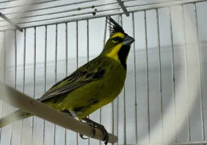 Tráfico ilegal de animales silvestres: 47 fueron repatriados